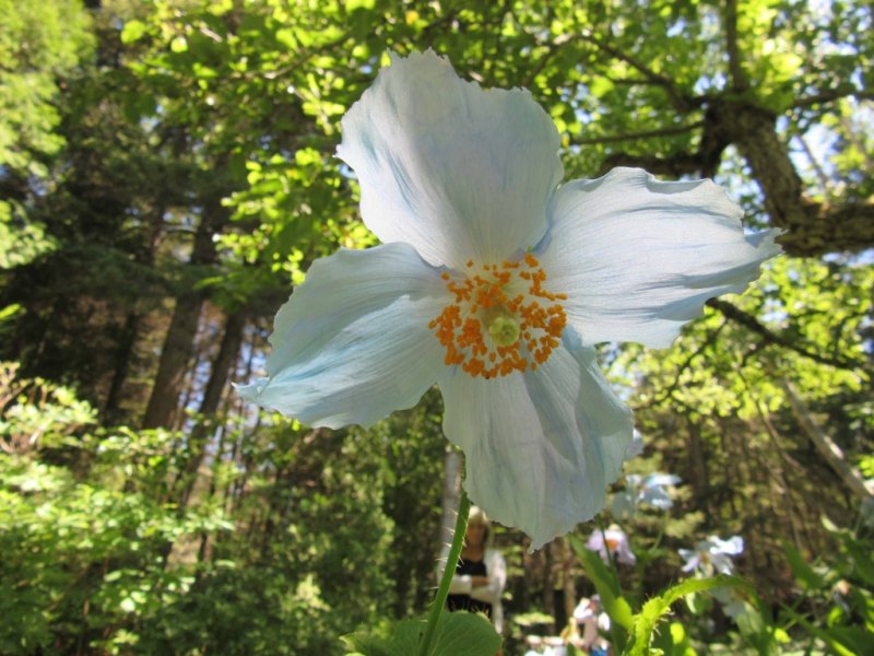 Pavot bleu