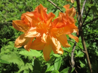 t_IMG_8466.jpg