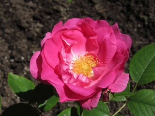 t_IMG_8469.jpg