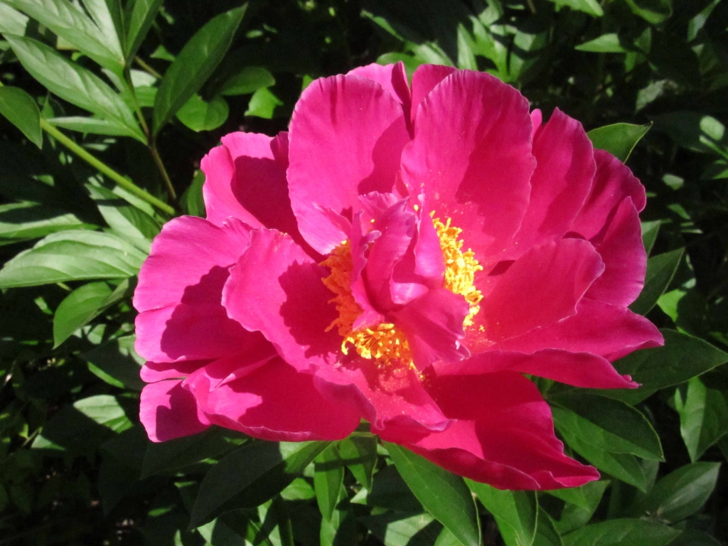 Pivoine
